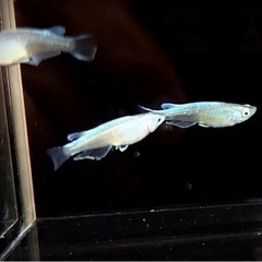 メダカ　カブキ幼魚〜成魚　7匹
