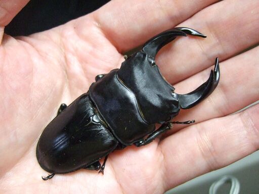 佐賀県産オオクワガタ ♂73.3ミリ ♀48.2ミリ ペア