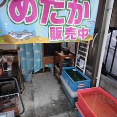 めだか8-18(ミックス)30匹