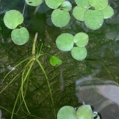 ミナミヌマエビ　25匹　　500えんの画像