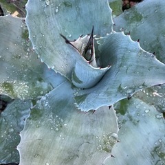 アガベ　オバティフォリアの画像