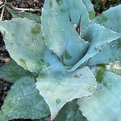 アガベ　オバティフォリアの画像