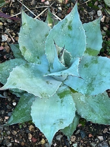 アガベ　オバティフォリア