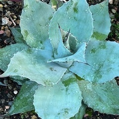 アガベ　オバティフォリア