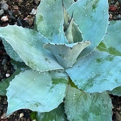 アガベ　オバティフォリアの画像