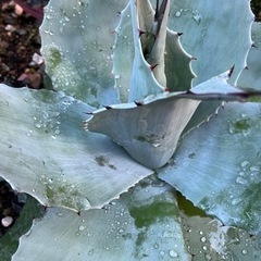 アガベ　オバティフォリアの画像