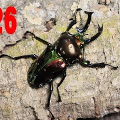 2023_Vol.02 ニジイロクワガタ　長歯_オス1、メス1の...
