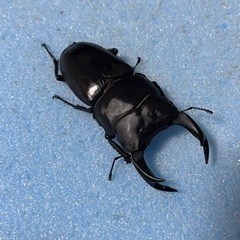 手渡し可能　トリオ 75mm  新 成虫 久留米産 オオクワガタ...