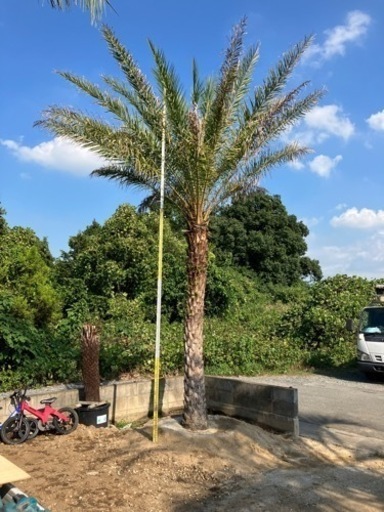 ナツメヤシ、曲がりナツメヤシ、ヤシの木新春セール