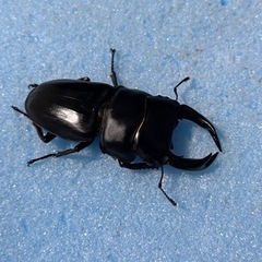 手渡し可能　ペア 70mm 新 成虫 久留米産 オオクワガタ ♂...