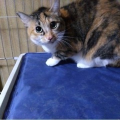 飼い主が入院！緊急里親募集中・２０１８年生まれ・三毛猫のミュウミ...