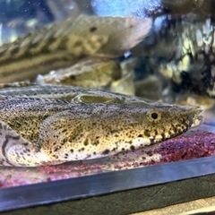 ポリプテルス　ブラックボルタ