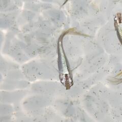 ヒレナガメダカ、若魚5匹以上の画像