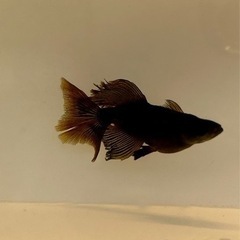8月19日、20日の画像
