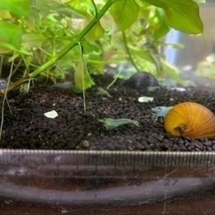 薄い青いエビ5匹（複数あり）5枚目の写真のエビかもの画像