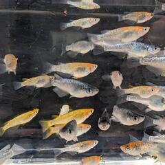 ラメ、サファイア系メダカミックス30匹の画像