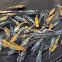 ラメ、サファイア系メダカミックス30匹の画像