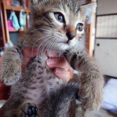 保護猫の里親になりませんか？