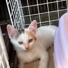 炎天下で必死に生きる猫【里親さん決まりました】