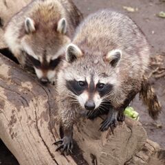 屋根裏に潜むネズミ・ハクビシン・コウモリ等の害獣駆除なら【害獣駆除の緊急修理隊 八王子営業所】 − 東京都
