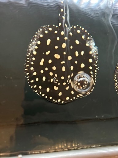 ダイヤモンドポルカ♂