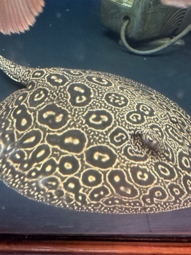 クロコダイルスティングレー♀