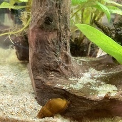 コケ取りに！カワニナ（淡水の巻貝）差し上げますの画像