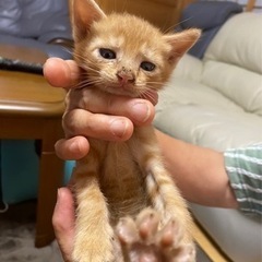 ❣️可愛いらしい　仔猫ちゃん❣️