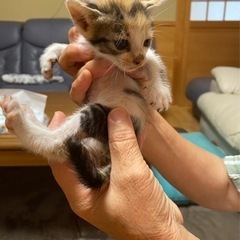 【お話し中】❣️可愛い仔猫ちゃん❣️