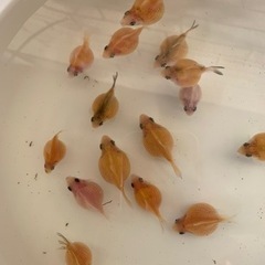 金魚　ちょうちんパールの画像