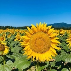 フリーランスになりたい女性会社員さん限定のオンラインコミュニティ✨🌈