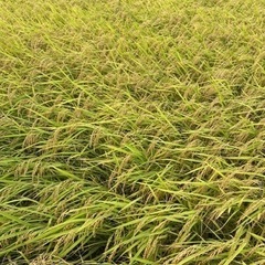①🌾令和5年産✨新米コシヒカリ✨玄米60kg🌾農家直送🌾の画像