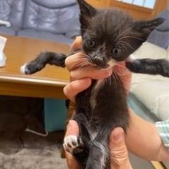 ❣️可愛い　仔猫ちゃん❣️
