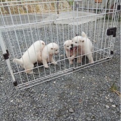 紀州犬　産まれました！犬好きの方大募集中 - 熊本市