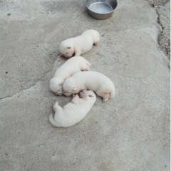 紀州犬　産まれました！犬好きの方大募集中 - その他