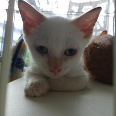 子猫