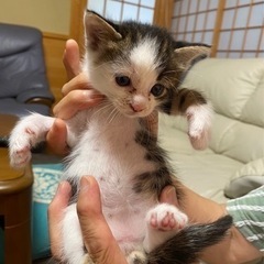 ❣️仔猫ちゃんです　可愛い❣️