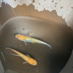 観賞魚メダカ　　　　完売しました