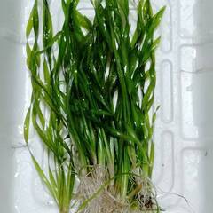 水草 スクリューバリスネリア メダカ ・エビ水槽に④