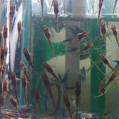 【オトシンネグロ稚魚】(まだ少々可能)の画像