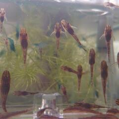 【オトシンネグロ稚魚】(まだ少々可能)の画像