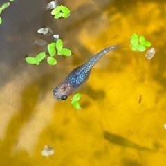ユリシスとサファイアメダカの混泳層のタマゴ