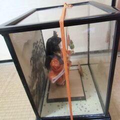 【取引成立】●無料● 昭和レトロ ガラスケース付き 日本人形 早春 差し上げます。＊石川県＊美川より＊期間限定の画像