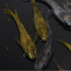 極虎　産卵中　雄7雌5 リアルフィン個体有り　和墨リアルロングフ...