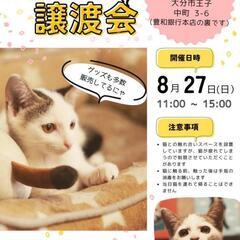 8/27(日)ONESPACEにて🐱保護猫譲渡会🐱