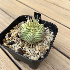 ユーフォルビア メロフォルミス錦