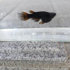 👿サタンレッドテール👿メダカ10匹の画像