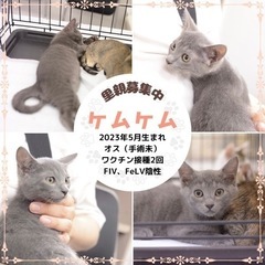 グレー　子猫　1月譲渡会参加！