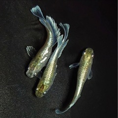 メダカ　エメキン　