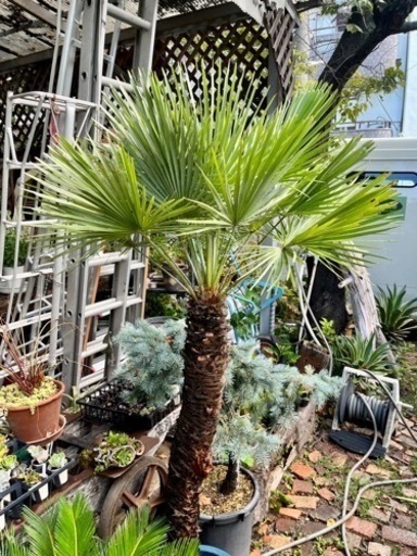 チャメロップス 11号鉢✳︎値下げしました✳︎